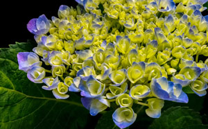 Profile. blue-flower