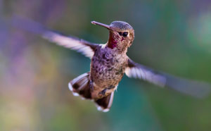 Profile. hummingbird-2